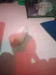 Female Lhasa Apso Puppy, 0-1 Month Old - 2