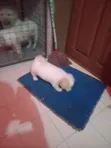 Female Lhasa Apso Puppy, 0-1 Month Old - 4