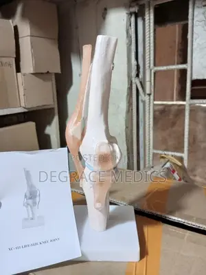 Life Size Knee Joint Model