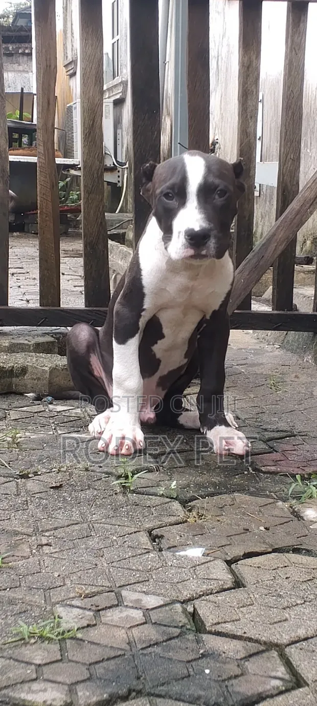 Purebred American Bully Puppy - 1-3 Months Old - 1