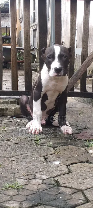 Purebred American Bully Puppy - 1-3 Months Old