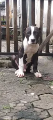 Purebred American Bully Puppy - 1-3 Months Old - 1