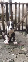 Purebred American Bully Puppy - 1-3 Months Old - 2