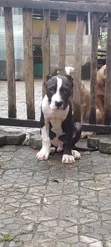Purebred American Bully Puppy - 1-3 Months Old - 3