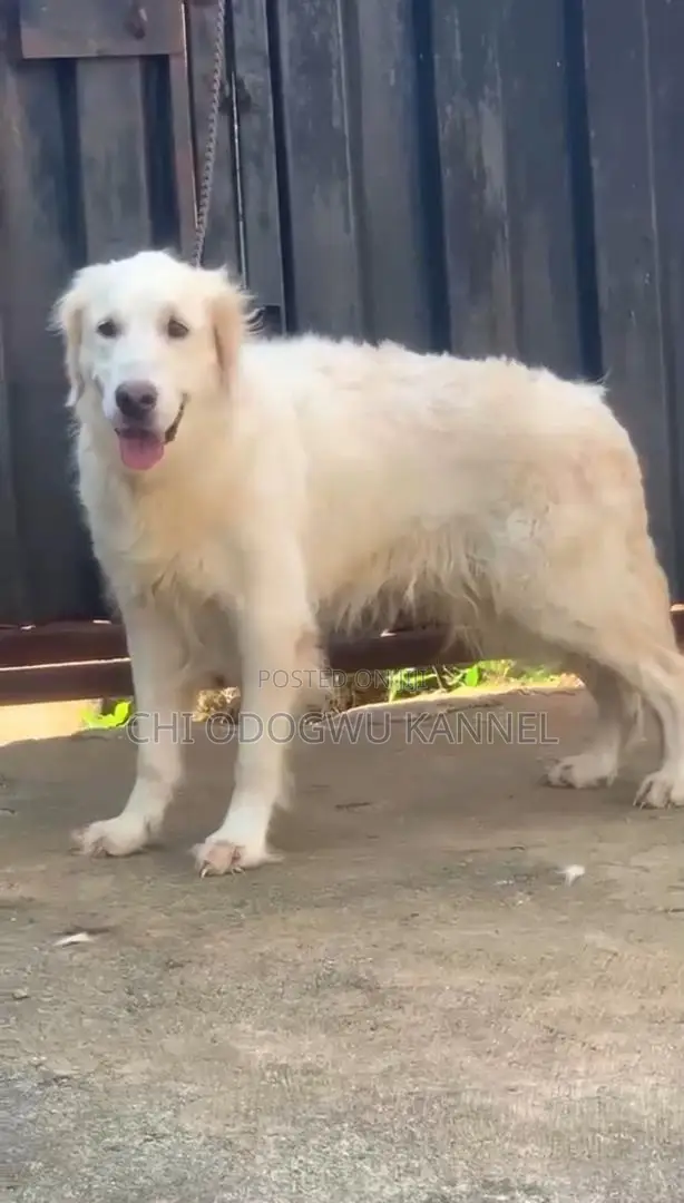 Macekiyar Golden Retriever, Sama da Shekara 1 - 1