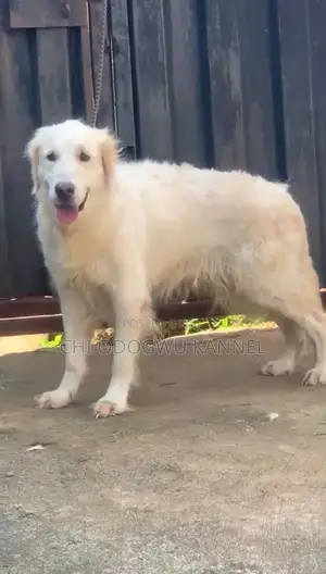 Macekiyar Golden Retriever, Sama da Shekara 1