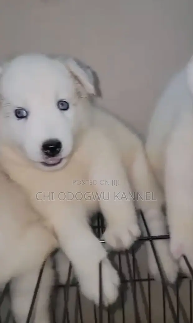 Kare-kare Siberian Husky masu tsarki 'yan watanni 1-3 - 1