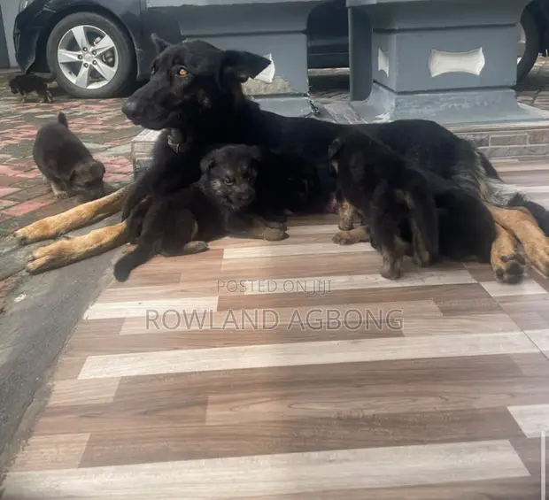 1-3 Month Male Purebred German Shepherd Puppy - 1