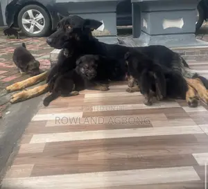 Dankon Shekara 1-3 Namiji Mai Tsarki na German Shepherd