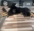 1-3 Month Male Purebred German Shepherd Puppy - 1
