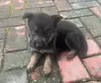 1-3 Month Male Purebred German Shepherd Puppy - 2