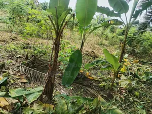 7 Plots na Kasa don Siyarwa a Etche