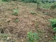 7 Plots of Land for Sale in Etche - 4