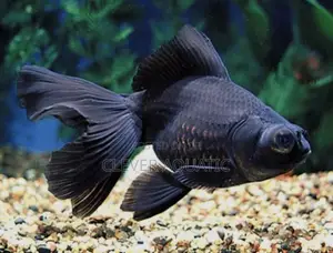 Black Moor Goldfish