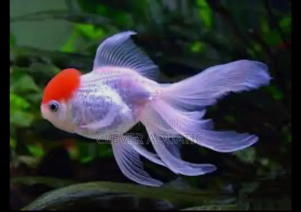 Red Cap Oranda Goldfish - 1
