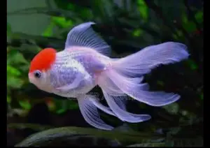 Red Cap Oranda Goldfish