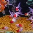 Red Cap Oranda Goldfish - 2