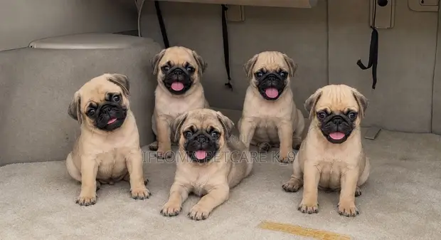 Purebred Pug Puppy - 1-3 Months Old - 1