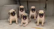 Kare Pug Mai Tsarki - Watan 1-3 - 1