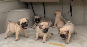 Purebred Pug Puppy - 1-3 Months Old