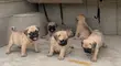 Kare Pug Mai Tsarki - Watan 1-3 - 2