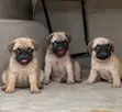 Kare Pug Mai Tsarki - Watan 1-3 - 3