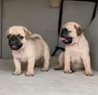 Kare Pug Mai Tsarki - Watan 1-3 - 4