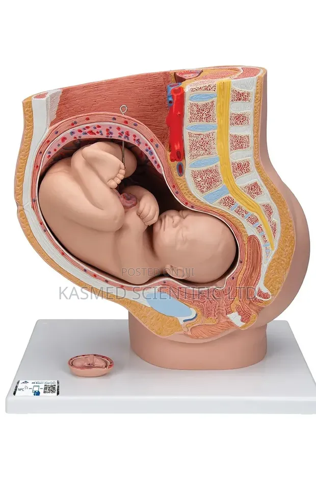 Human Fetus in Uterus Model - Medical Training - 1