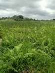 7 Plots for Sale in Awoyaya - 2