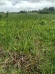 7 Plots for Sale in Awoyaya - 3