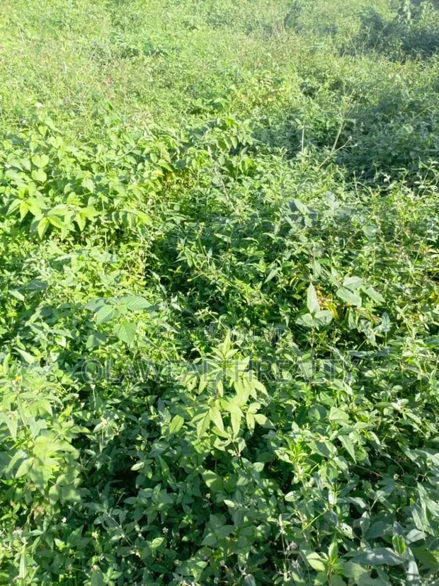 Filin Zama na 800sqm don Siyarwa, Maitama Main - 1