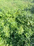 800sqm Residential Plot for Sale, Maitama Main - 2