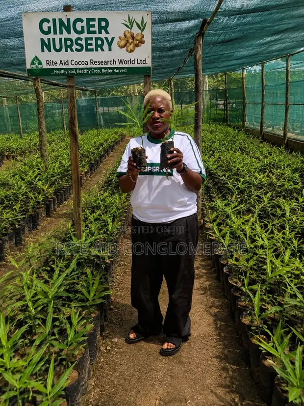 Original Ginger Seedlings - 1