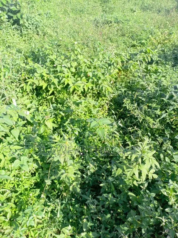 1,800sqm Residential Land for Sale, Maitama Main - 1