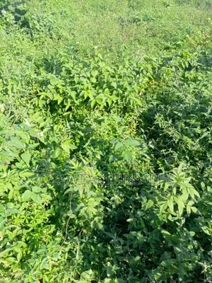 1,800sqm Residential Land for Sale, Maitama Main