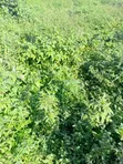 900sqm Residential Land for Sale, Maitama Main - 1