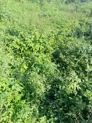 900sqm Residential Land for Sale, Maitama Main