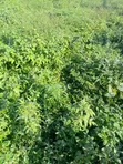 1,300sqm Residential Land for Sale, Maitama Main - 1