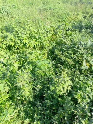 1,300sqm Residential Land for Sale, Maitama Main
