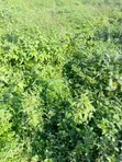 1,300sqm Residential Land for Sale, Maitama Main - 2