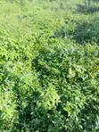 697sqm Residential Land for Sale, Katampe Main - 1