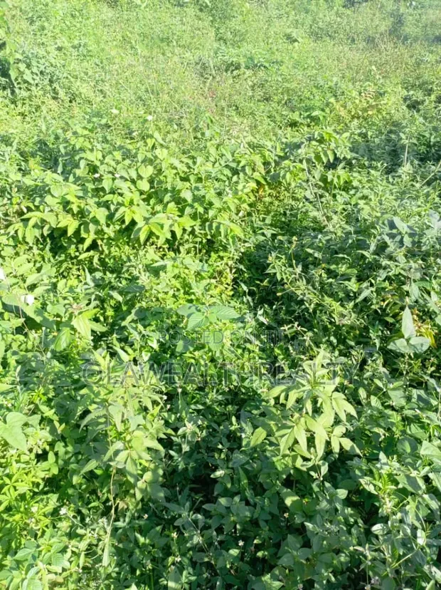 1,200sqm Residential Land for Sale in Wuye - 1