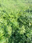1,200sqm Residential Land for Sale in Wuye - 1