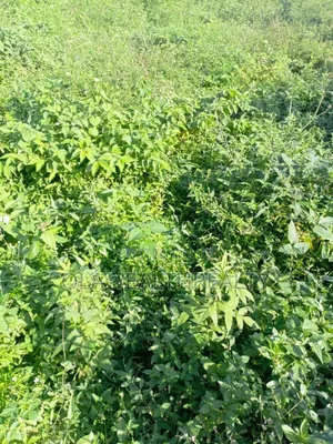 1,200sqm Residential Land for Sale in Wuye