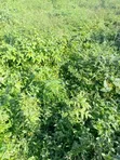 1,200sqm Residential Land for Sale in Wuye - 2