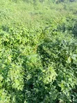 7,391sqm Prime Mixed-Use Land, Garki 2, Abuja - 1