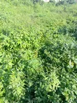 7,391sqm Prime Mixed-Use Land, Garki 2, Abuja - 2