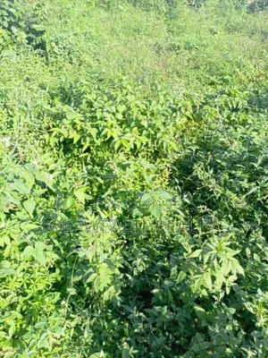 4,300sqm Distress Sale Land at Guzape Bala