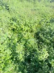 4,300sqm Distress Sale Land at Guzape Bala - 1