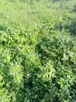 4,300sqm Distress Sale Land at Guzape Bala - 2